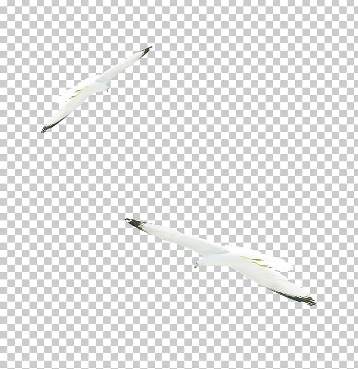 Material White Pattern PNG, Clipart, Angel Wing, Angel Wings, Angle, Animals, Background White Free PNG Download