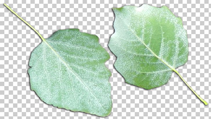 Plant Pathology Leaf PNG, Clipart, Food Drinks, Leaf, Leaves, Nature, Pathology Free PNG Download