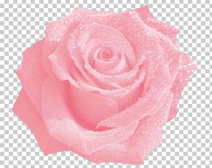 Garden Roses Cabbage Rose Cut Flowers Petal PNG, Clipart, Blue Rose, Cut Flowers, Dew, Flower, Flower Bouquet Free PNG Download