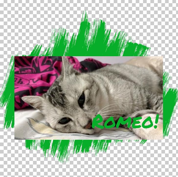 Tabby Cat Kitten Whiskers Mammal PNG, Clipart, Animal, Animals, Carnivora, Carnivoran, Cat Free PNG Download