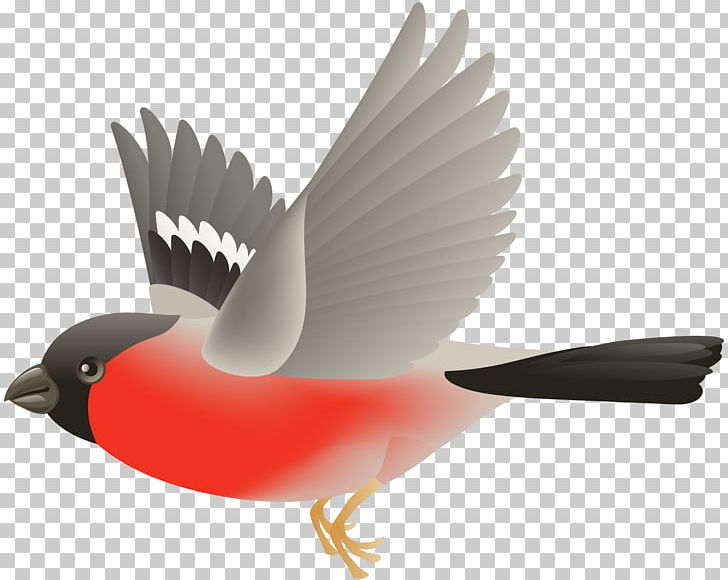 Bird Flight PNG, Clipart, Animals, Beak, Bird, Bird Flight, Blog Free PNG Download