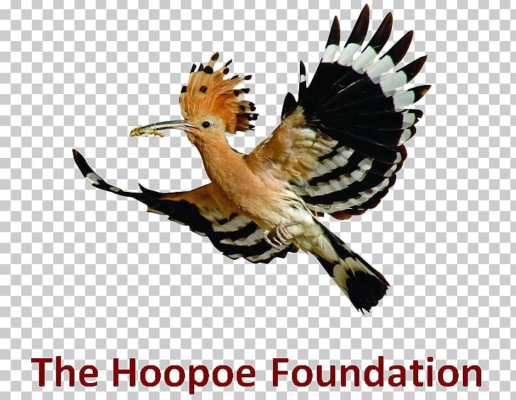 Bird Migration Beak Hoopoe Birdwatching PNG, Clipart, African Hoopoe, Animals, Articles, Beak, Bird Free PNG Download