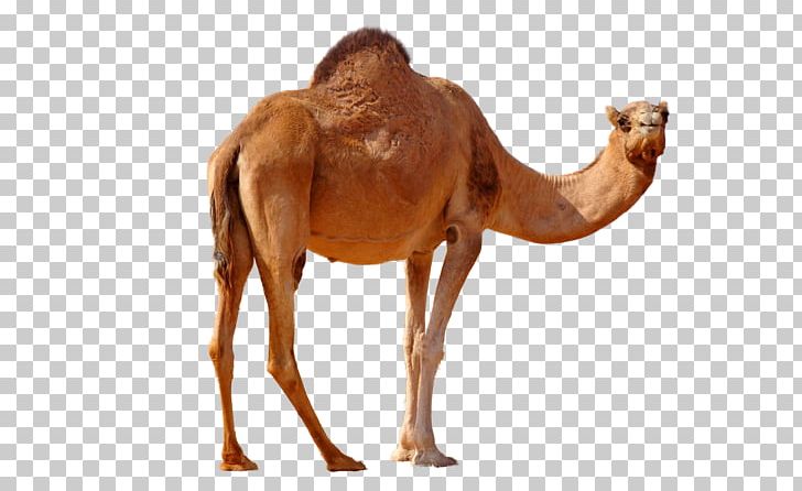 Dromedary Bactrian Camel Australian Feral Camel Portable Network Graphics PNG, Clipart, Animal, Arabian Camel, Australian Feral Camel, Bactrian, Bactrian Camel Free PNG Download