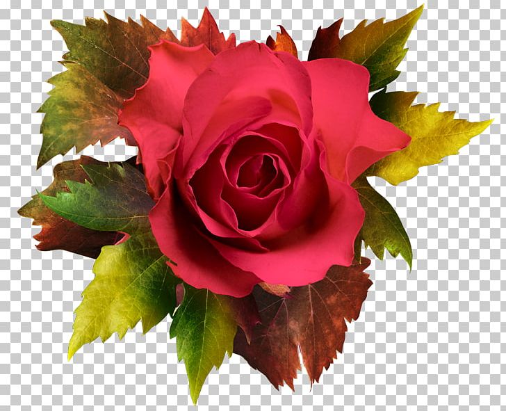 Garden Roses Cabbage Rose PNG, Clipart, Cut Flowers, Encapsulated Postscript, Floral, Floristry, Flower Free PNG Download