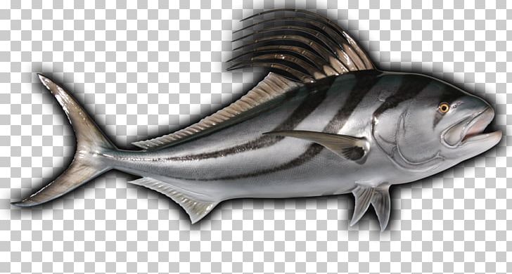 Milkfish Sardine Mackerel Oily Fish PNG, Clipart, Anchovy, Animals, Biology, Bonito, Bony Fish Free PNG Download