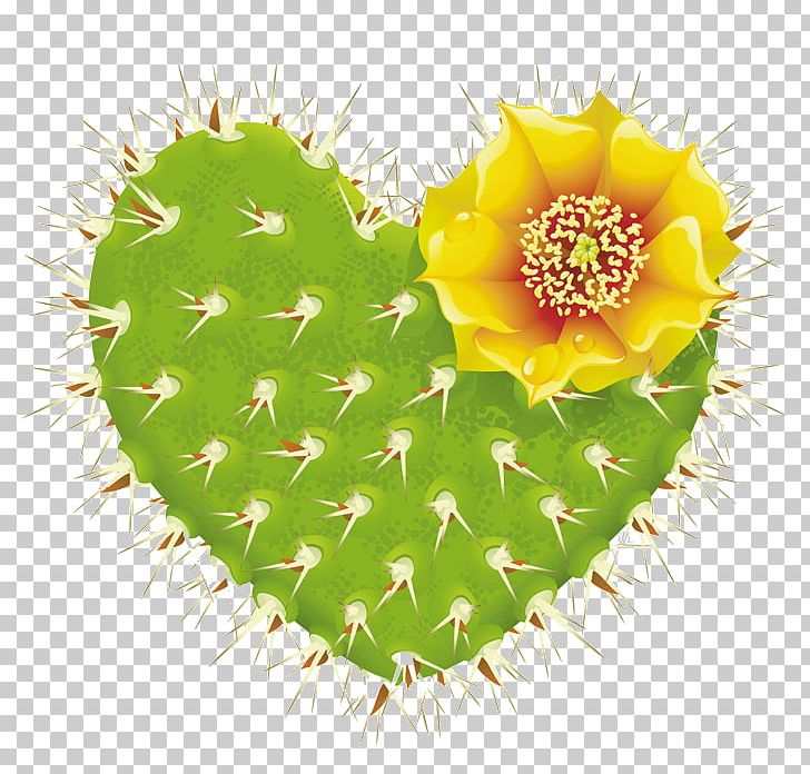 Cactaceae Thorns PNG, Clipart, Art, Barbary, Barbary Fig, Cactaceae, Cactus Free PNG Download