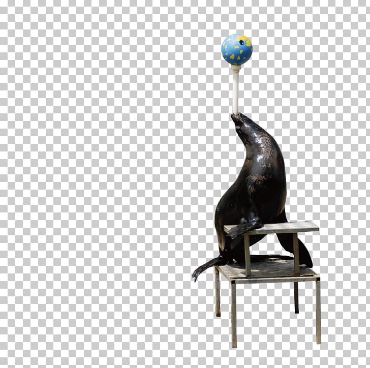 Earless Seal Sea Lion PNG, Clipart, Animal, Animals, Ball, Designer, Download Free PNG Download