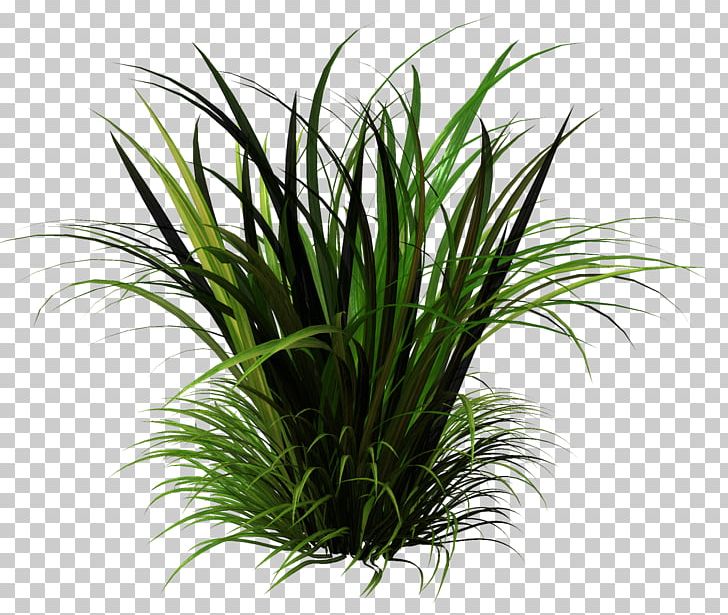 Grasses Sweet Grass Houseplant Terrestrial Plant PNG, Clipart, Evergreen, Family, Grass, Grasses, Grass Family Free PNG Download