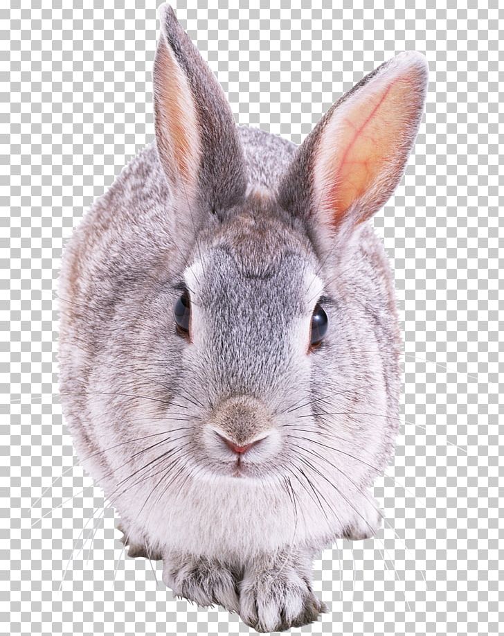 Hare Domestic Rabbit European Rabbit PNG, Clipart, Animals, Domestic Rabbit, Drawing, European Rabbit, Fauna Free PNG Download