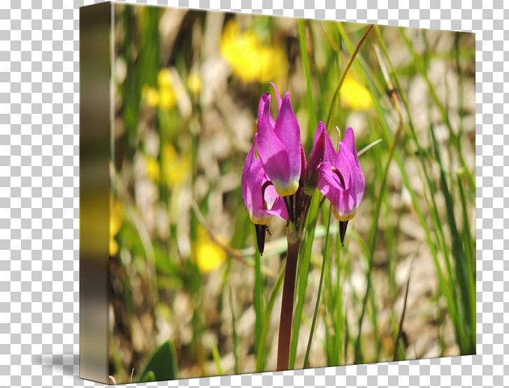 Violet Wildflower Family Violaceae PNG, Clipart, Family, Flora, Flower, Flowering Plant, Iris Free PNG Download