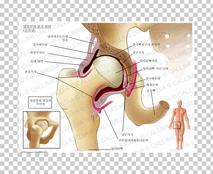 Anatomy Hip Bone Pelvis Muscles Of The Hip PNG, Clipart, Anatomy, Angle, Bone, Diagram, Ear Free PNG Download