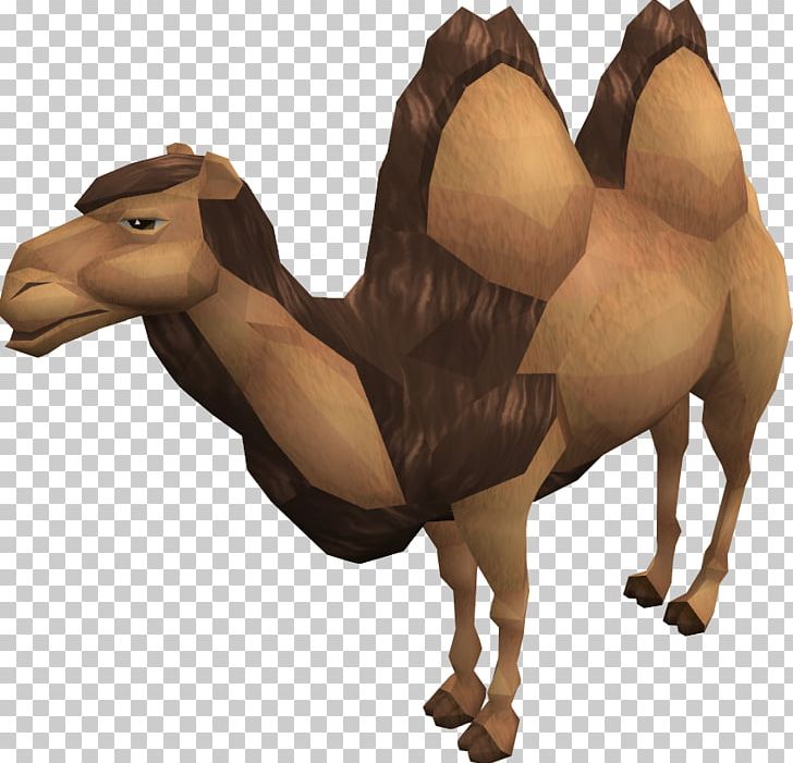 Dromedary RuneScape Bactrian Camel Wiki Horse PNG, Clipart, Arabian Camel, Bactrian Camel, Camel, Camel Images, Camel Like Mammal Free PNG Download