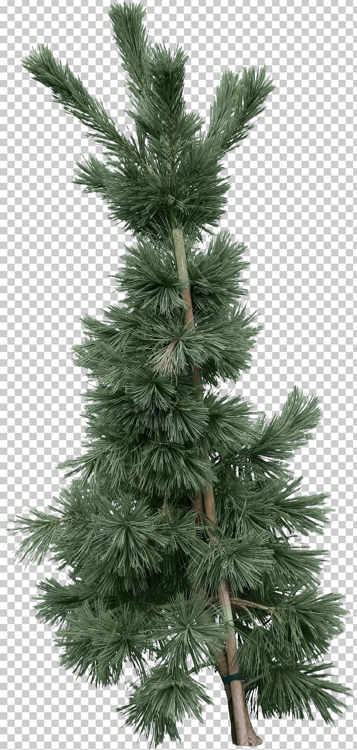 Fir PNG, Clipart, Branch, Christmas Decoration, Christmas Tree, Clip Art, Conifer Free PNG Download