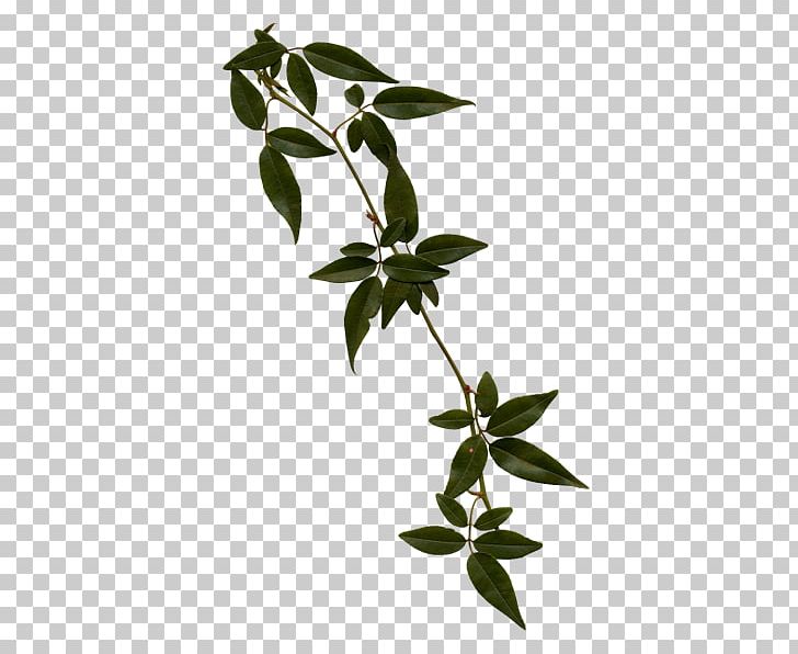 Plant Stem Animaatio Vine PNG, Clipart, Adobe Flash, Animaatio, Blog, Branch, Copying Free PNG Download