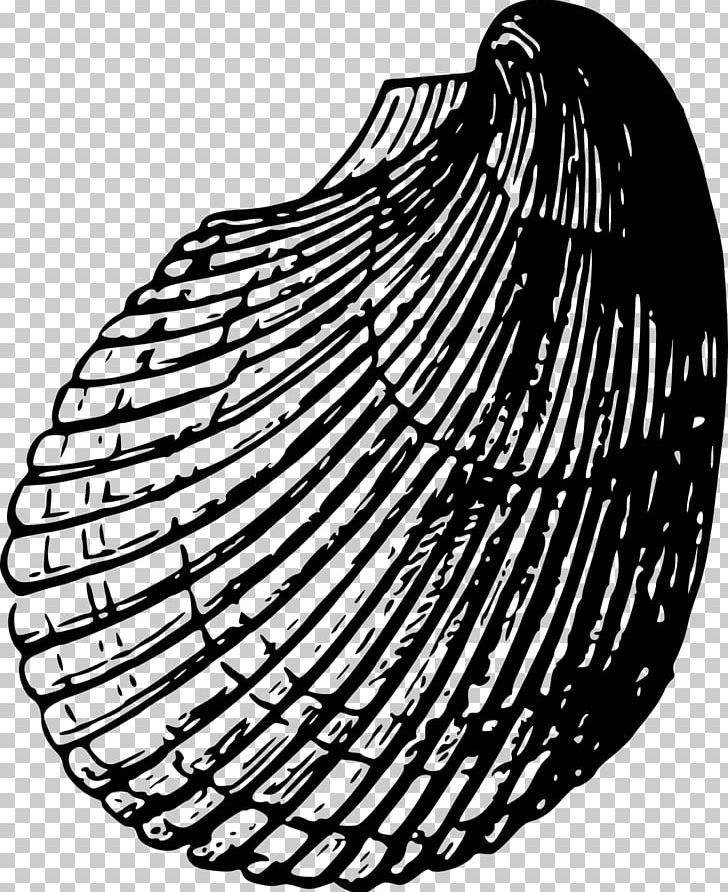 Seashell Cockle PNG, Clipart, Beach Material, Black And White, Circle, Cockle, Computer Icons Free PNG Download