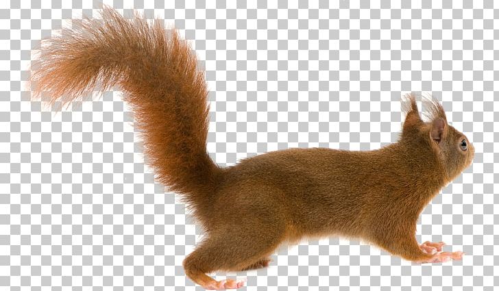 Squirrel PNG, Clipart, Cam, Cat, Desktop Wallpaper, Digital Image, Download Free PNG Download