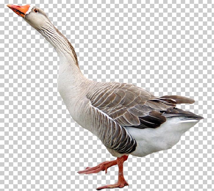 Goose Bird PNG, Clipart, Animal, Animals, Beak, Bird, Cartoon Goose Free PNG Download
