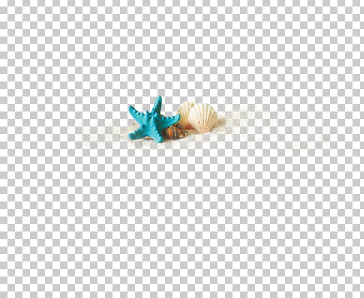 Seashell PNG, Clipart, Adobe Illustrator, Animals, Beach, Conch, Decorative Elements Free PNG Download