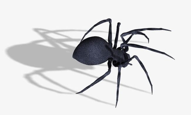 Spider PNG, Clipart, Animal, Insect, Spider, Spider Clipart Free PNG Download