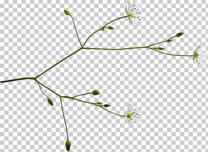 Twig Grasses Plant Stem Line Leaf PNG, Clipart, Angle, Art, Branch, Flora, Flower Free PNG Download