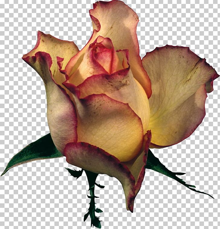 Garden Roses Petal Flower PNG, Clipart, Bud, Clip Art, Cut Flowers, Drawing, Flora Free PNG Download