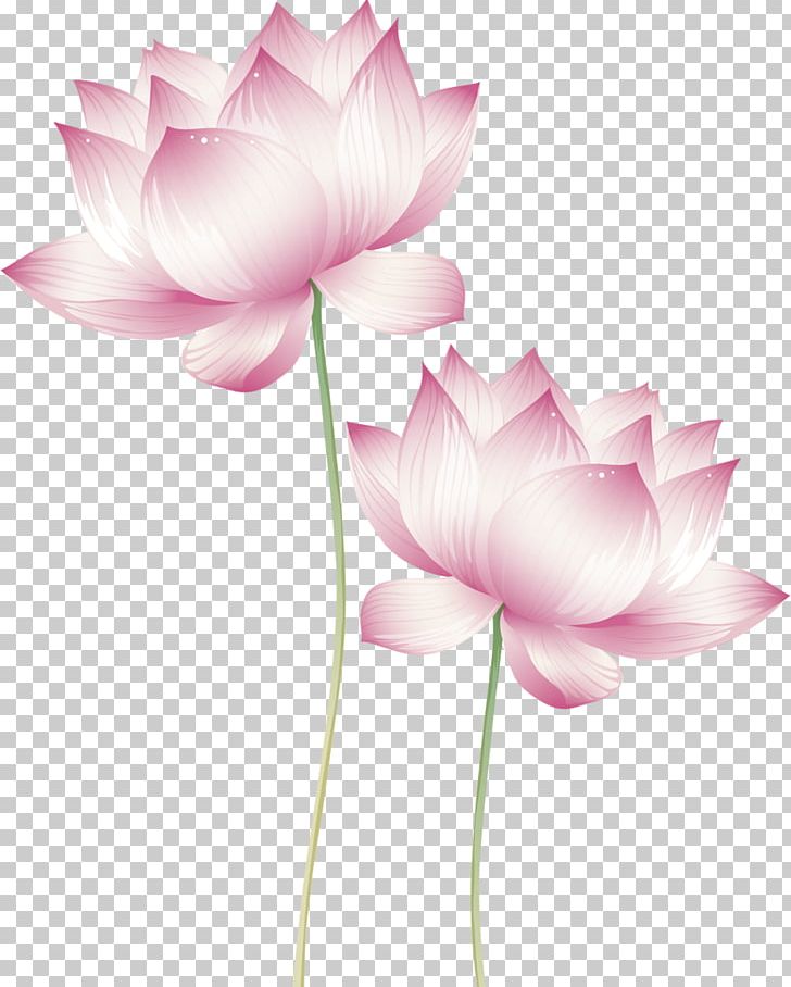 Nelumbo Nucifera Lotus Cars Water Lilies Lotus Effect Stock Photography PNG, Clipart, Aquatic Plant, Bud, Cut Flowers, Depositphotos, Drawing Free PNG Download