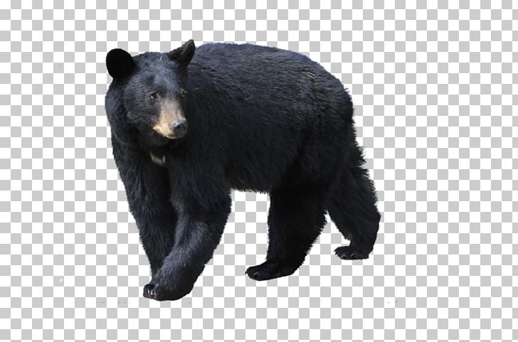 Polar Bear Grizzly Bear Deer Asian Black Bear Kermode Bear PNG, Clipart, American Black Bear, Asian Black Bear, Bear, Bears, Beer Bbq Free PNG Download