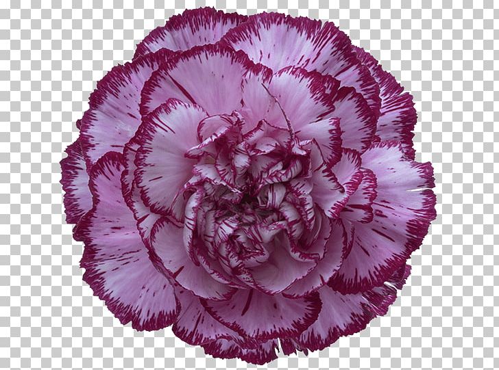 Carnation Purple Cut Flowers Violet PNG, Clipart, Art, Blue Rose, Carnation, Cut Flowers, Flower Free PNG Download