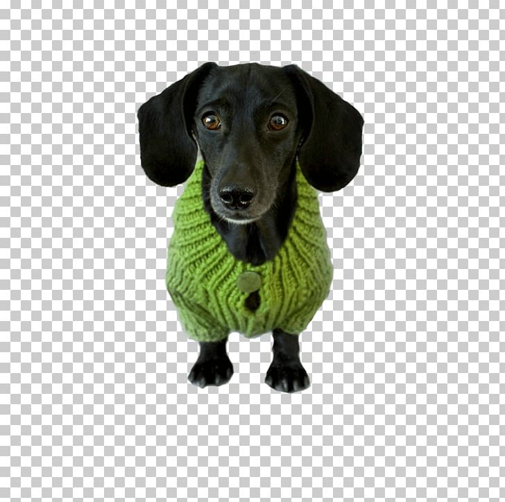 Dog Breed Dachshund Puppy Companion Dog Bark PNG, Clipart, Animals, Bark, Biscuit, Breed, Carnivoran Free PNG Download