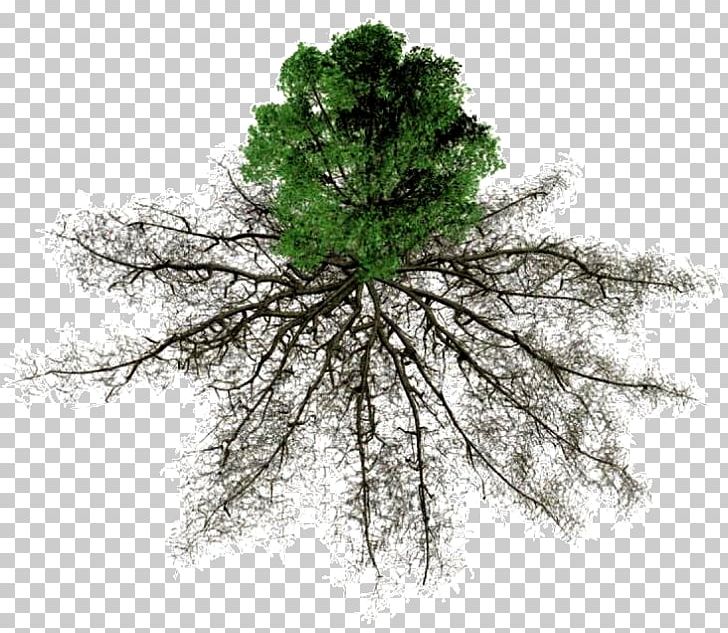 Larch Root Nutrient Tree Soil PNG, Clipart, Arbre Dalignement, Baumscheibe, Beech, Branch, Clay Free PNG Download