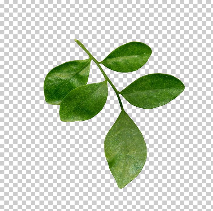 Leaf Tea Plant Stem Branch PNG, Clipart, Auglis, Botany, Branch, Clover, Flowers Free PNG Download