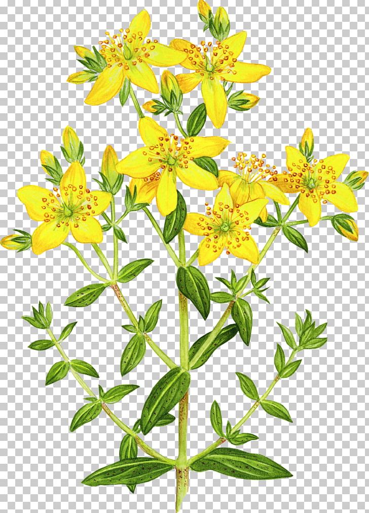 Perforate St John's-wort Dietary Supplement Pharmaceutical Drug Herb Food PNG, Clipart, Dietary Supplement, Food, Herb, Others, Pharmaceutical Drug Free PNG Download