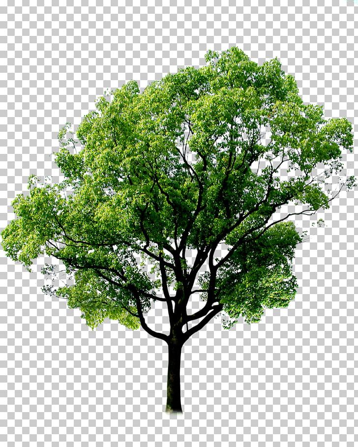 Tree Forest Plant PNG, Clipart, Branch, Christmas Tree, Conifers, Family Tree, Forest Free PNG Download