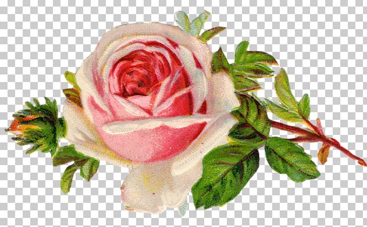 Vintage Roses: Beautiful Varieties For Home And Garden Garden Roses Rose Family Antique PNG, Clipart, Color, Cut Flowers, Desktop Wallpaper, Drawing, Floral Design Free PNG Download