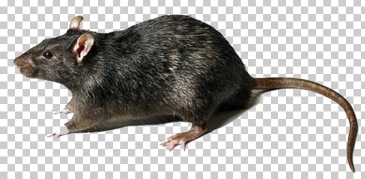 Mouse Rodent Brown Rat Gerbil PNG, Clipart, Animals, Bait, Black Rat, Brown Rat, Fauna Free PNG Download