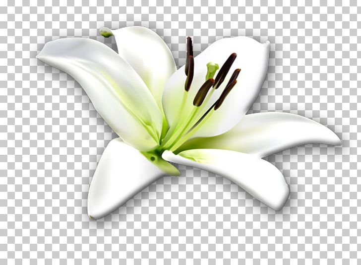 Private Label Lilium Flower Material Manufacturing PNG, Clipart, Cut Flowers, Flower, Flowering Plant, Industry, Lilium Free PNG Download