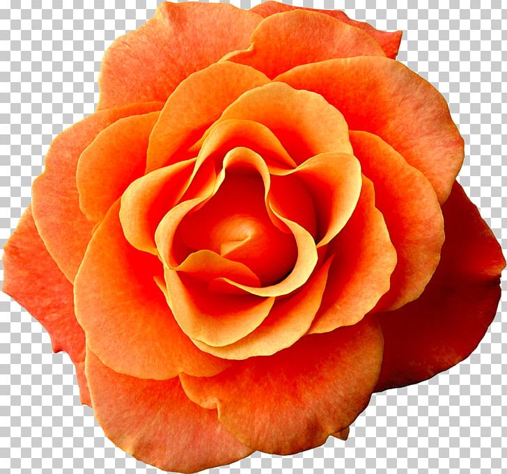 Flower Rose Dress Orange Pink PNG, Clipart, Closeup, Color, Cut Flowers, Dress, Floribunda Free PNG Download
