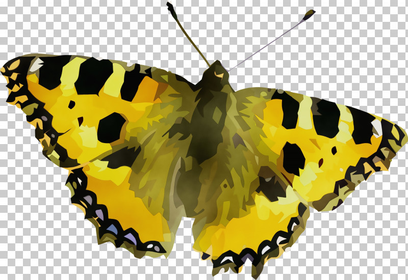 Insect Brush-footed Butterflies Clouded Yellows Small Tortoiseshell Gossamer-winged Butterflies PNG, Clipart, Biology, Brushfooted Butterflies, Clouded Yellows, Geometry, Gossamerwinged Butterflies Free PNG Download