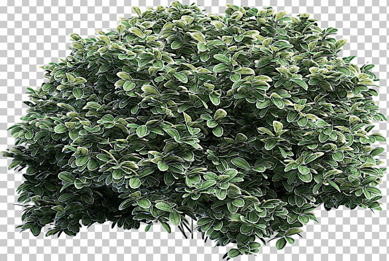 Plant Leaf Grass Flower Shrub PNG, Clipart, Flower, Grass, Groundcover, Hedge, Herb Free PNG Download