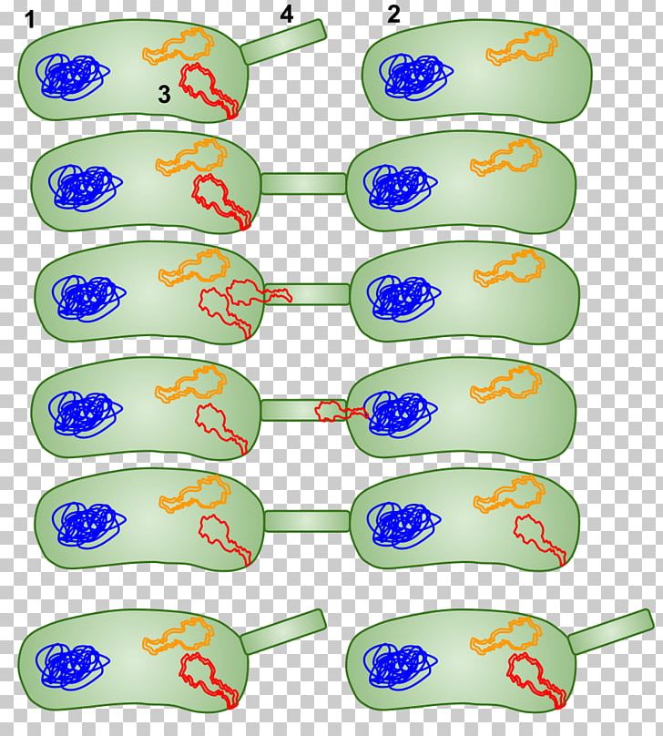 Bacterial Conjugation Horizontal Gene Transfer Bacterial Cell Structure Plasmid PNG, Clipart, Bacteria, Bacterial Cell Structure, Bacterial Conjugation, Body Jewelry, Cell Free PNG Download