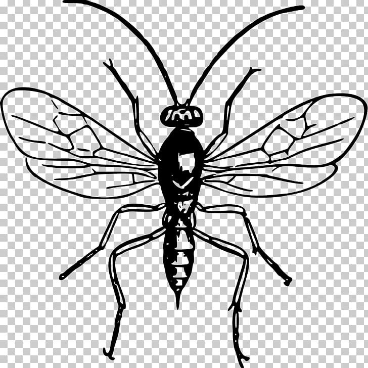 Insect Bee Wasp Drawing PNG, Clipart, Animal, Animals, Arthropod, Artwork, Bee Free PNG Download