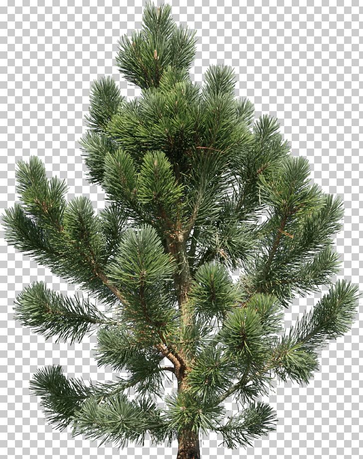 Pine Tree Fir PNG, Clipart, Biome, Branch, Christmas Tree, Clip Art, Conifer Free PNG Download
