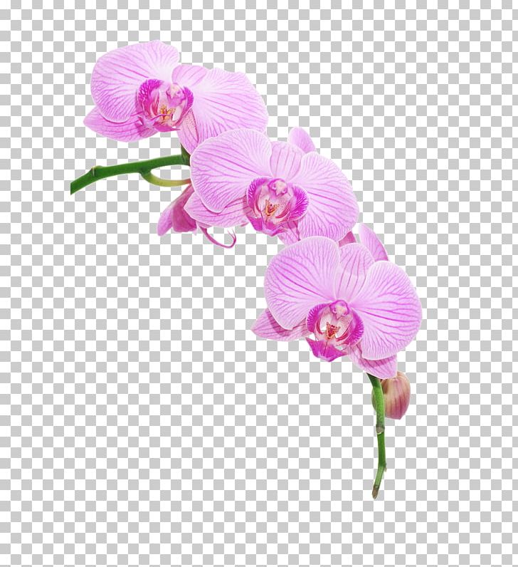 Portable Network Graphics Orchids Template PNG, Clipart, Beauty Parlour, Cut Flowers, Flower, Flowering Plant, Magenta Free PNG Download