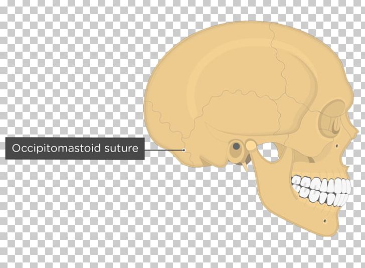 Skull Anatomy Parietal Bone Mastoid Part Of The Temporal Bone Fibrous Joint PNG, Clipart, Anatomy, Bone, Coronal Suture, Ear, Fantasy Free PNG Download