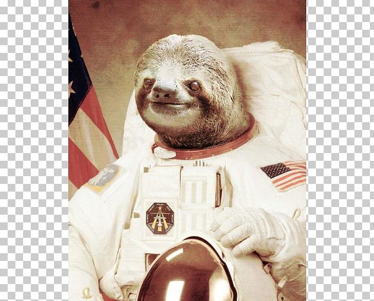 Sloth Outer Space Astronaut Space Suit PNG, Clipart, Andrew, Astronaut, Clothing, Desktop Wallpaper, Fur Free PNG Download