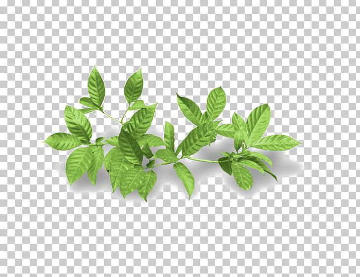 Houseplant Leaf PNG, Clipart, Arecaceae, Art, Autumn Leaf, Color, Decorative Free PNG Download