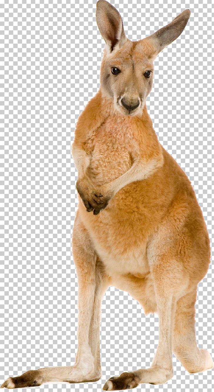Kangaroo Macropodidae PNG, Clipart, Animals, Computer Icons, Desktop Wallpaper, Download, Eastern Grey Kangaroo Free PNG Download