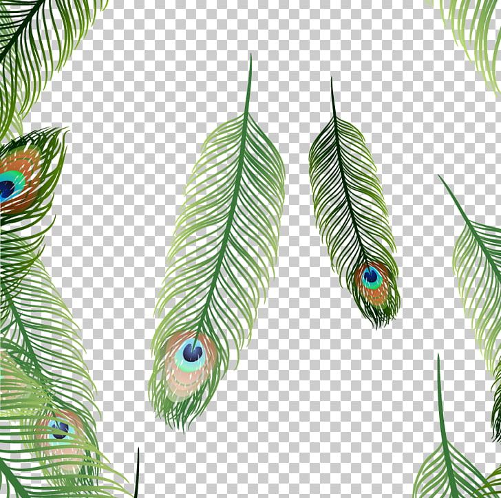 Bird Feather Euclidean PNG, Clipart, Animals, Asiatic Peafowl, Bird, Euclidean Vector, Feather Free PNG Download