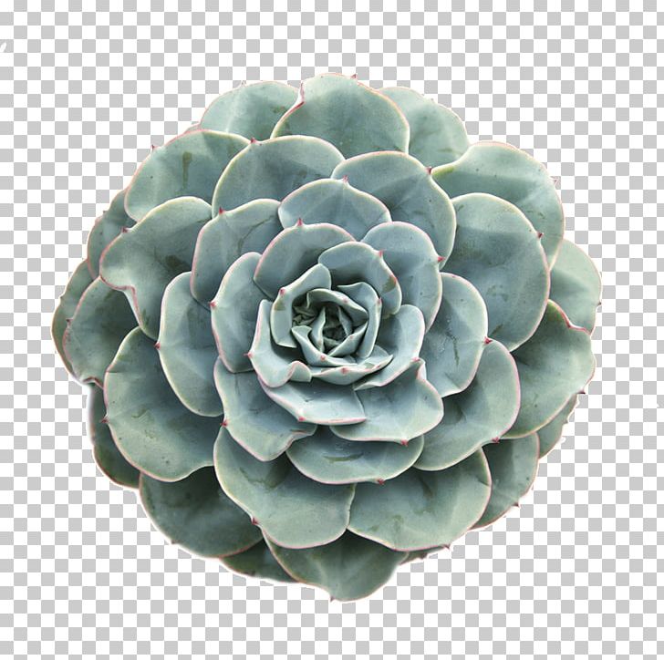 Gymnocalycium Mihanovichii Sedum Rubrotinctum Succulent Plant Echeveria PNG, Clipart, Agave, Cactaceae, Clay, Echeveria, Flower Free PNG Download