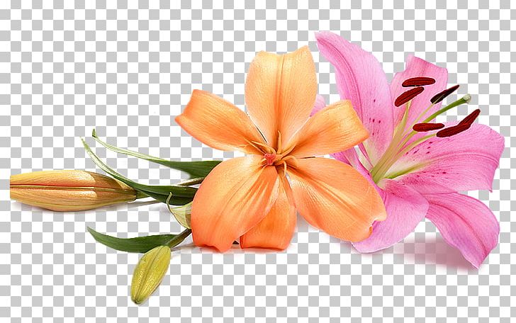 Wedding Flower Bouquet PNG, Clipart, Bride, Cut Flowers, Florist, Flower, Flower Beach Free PNG Download